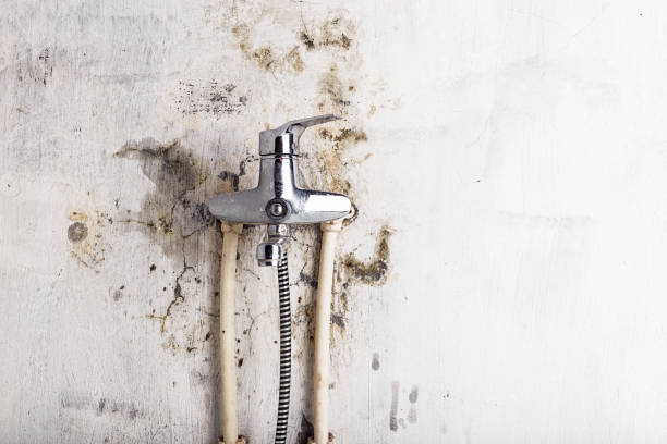 Best Mold Damage Repair  in Berwyn Heights, MD