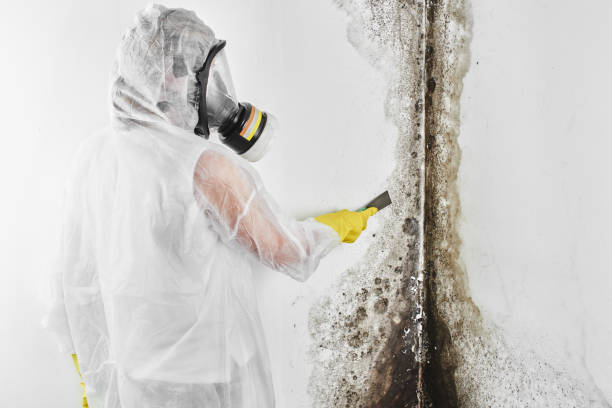 Crawl Space Mold Removal in Berwyn Heights, MD