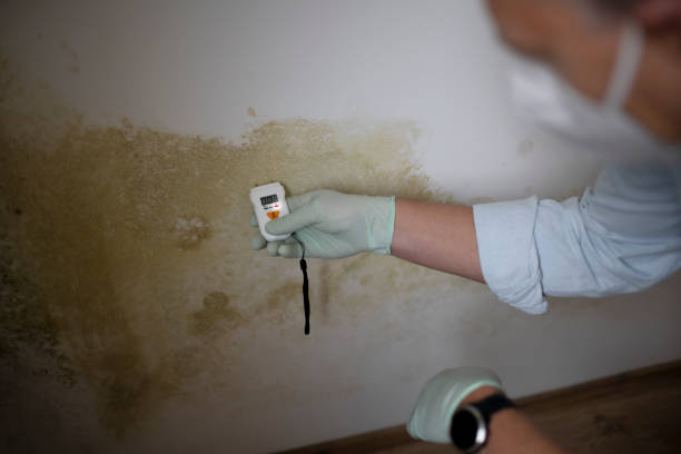 Best Home Mold Removal  in Berwyn Heights, MD