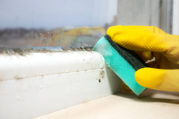 Trusted Berwyn Heights, MD Mold Removal Experts